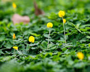 10 Lợi Ích Không Ngờ Đến Từ Canh Tác Hữu Cơ