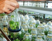 Nghiên cứu và xu hướng ứng dụng công nghệ nano trong nông nghiệp