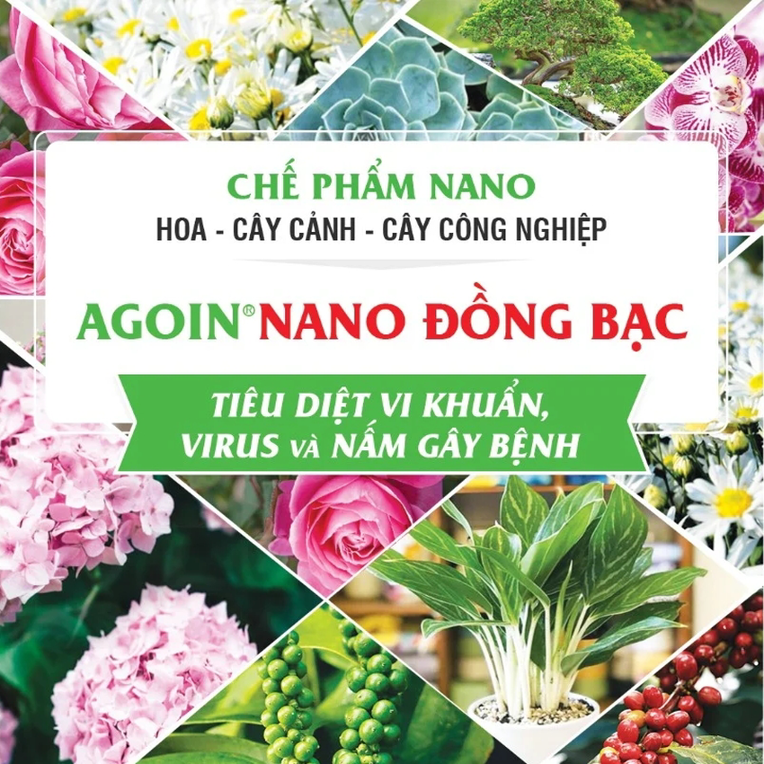 Nano Đồng - Bạc