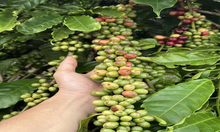 DAKLAK - TỪ THÁCH THỨC KHÍ HẬU ĐẾN GIẢI PHÁP AGOIN